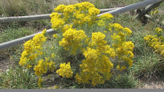 Rubber Rabbit Brush Ericameria Nivea – Flowering Herb Seeds
