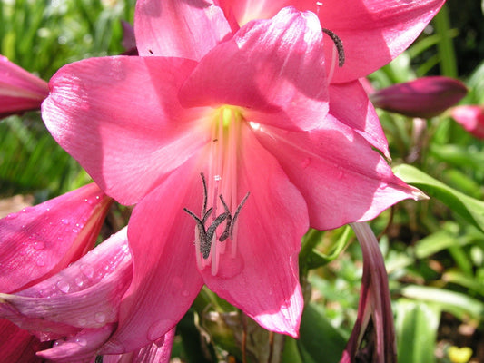 Crinum Lily Magenta – Garden Flower Seeds for Planting
