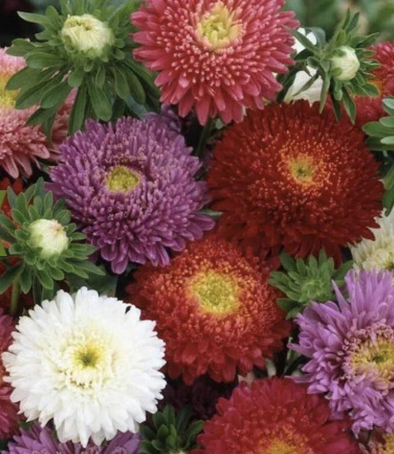 Aster Powder Puff Callistephus – White Pink Purple Flower Seeds