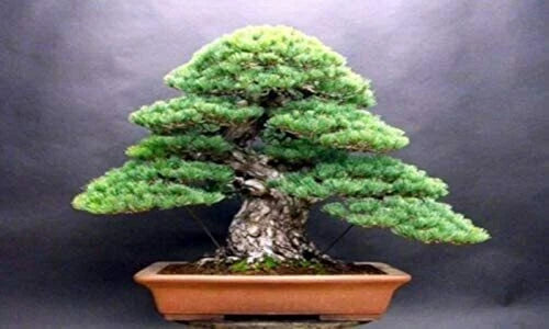White Spruce Bonsai Tree Seeds for Planting Bonsai Seeds