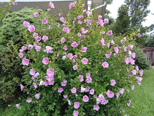 Hibiscus Minerva Rose of Sharon Pink Flower Garden Seeds