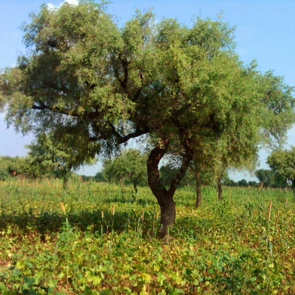 Prosopis Cineraria – Khejri Tree Garden Seeds
