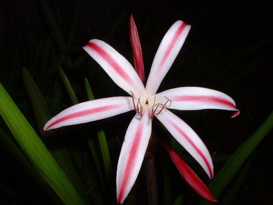 Crinum Lily Baconi – Garden Flower Seeds