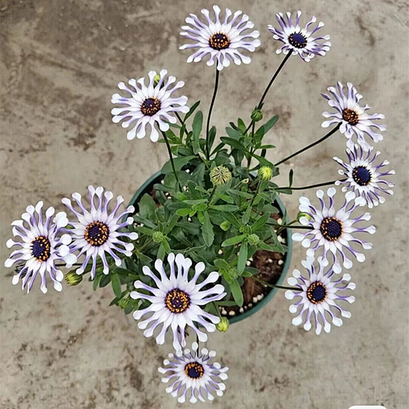 Rara Margherita Africana – Colorful, Mixed Flower Seeds