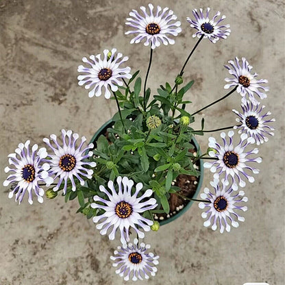 Rara Margherita Africana – Colorful, Mixed Flower Seeds