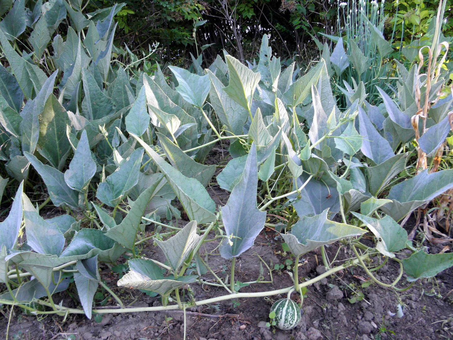 Buffalo Coyote Gourd Hardy Climbing Vine Seeds