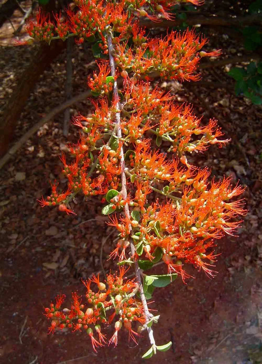 Combretum Microphyllum – Flame Creeper Climbing Shrub Seeds