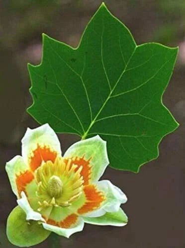 Tulip Poplar Flower Seeds for Planting