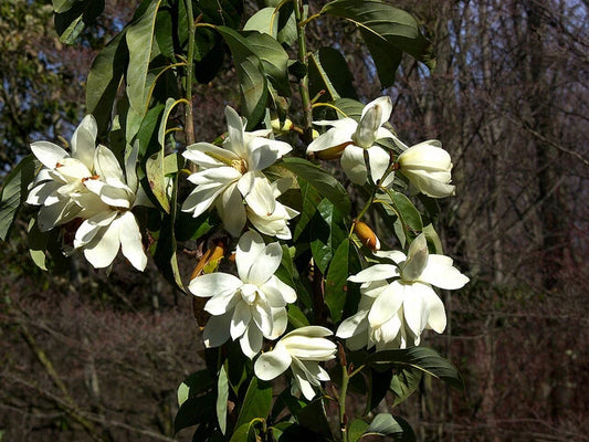 Michelia Excelsa Tree The Temple Magnolia Doltsopa Seeds Very Fragrant – Fragrant, Hardy Flower Seeds