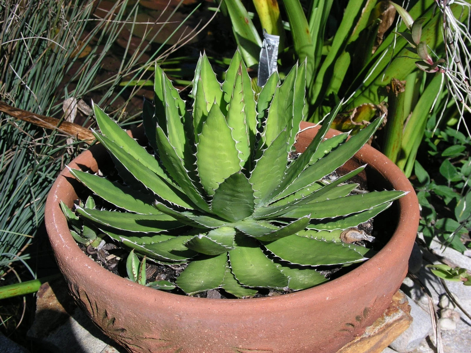 Agave Lopantha Thorncrest Century Plant Large Size Choice - Flower