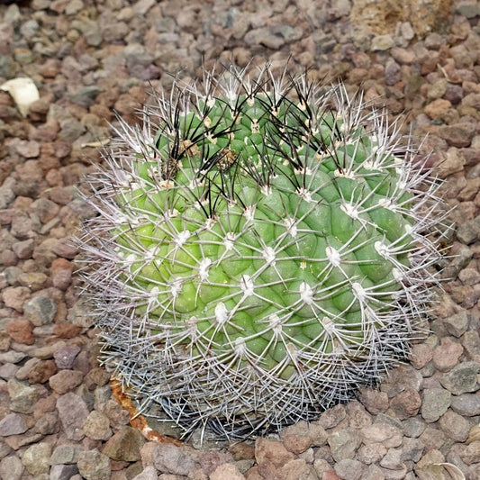 Gymnocalycium Saglione – Giant Chin Cactus Seeds