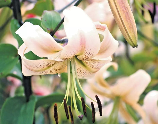 Silver Scheherazade Lily Lilium – Perennial Flower Seeds