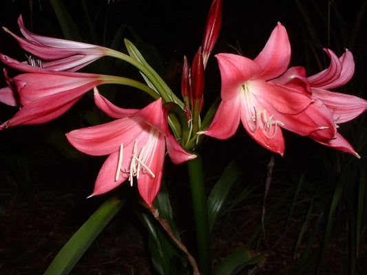 Crinum Lily Code Red Medium-size Bulb - Flower Seeds