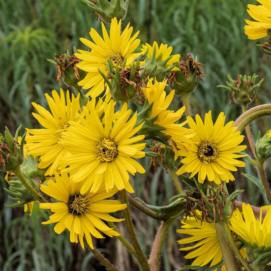 Compass Plant Silphium Lacinatum – Hardy Wildflower Garden Seeds