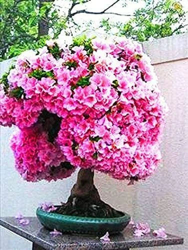 Bonsai Judas Tree Cercis Siliquastrum Flowering Tree Seeds