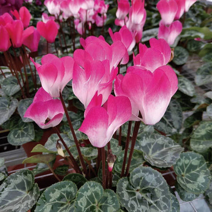 Cyclamen Persicum – Mixed Color Perennial Flower Seeds