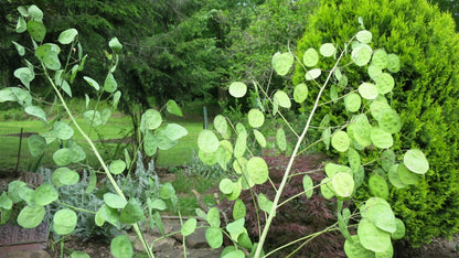 Money Plant Silver Dollar Lunaria Honesty Heirloom Fresh Stems You Dry Flower Seeds for Home and Garden