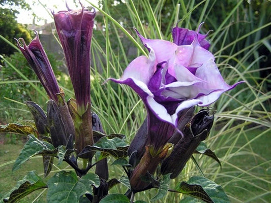 Datura Metel Double Purple – Devil’s Trumpet Seeds