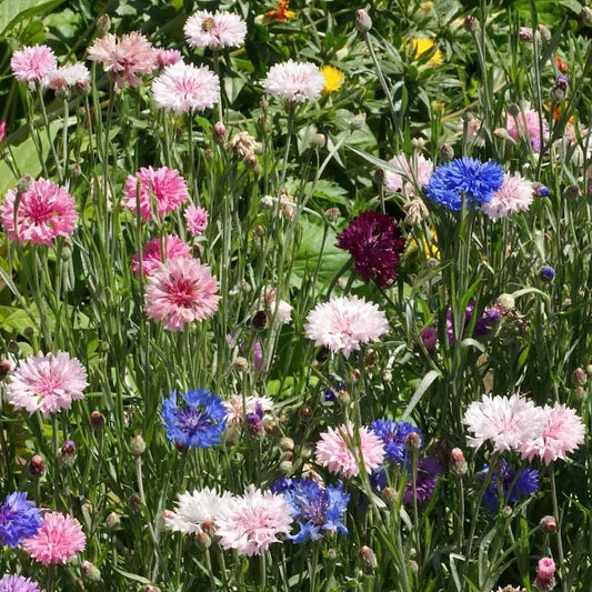 Mixed Bachelor Button Cornflower Colorful Wildflower Garden Seeds