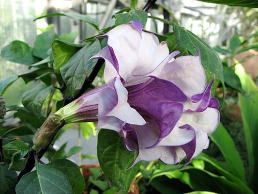 Datura Metel Double Purple Devil’s Trumpet Seeds