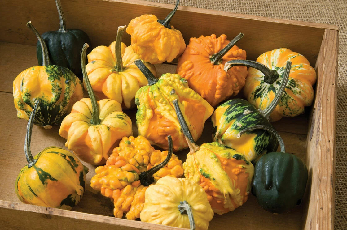 Daisy Gourd Seeds for Planting Great Gourds for Decoration Seeds