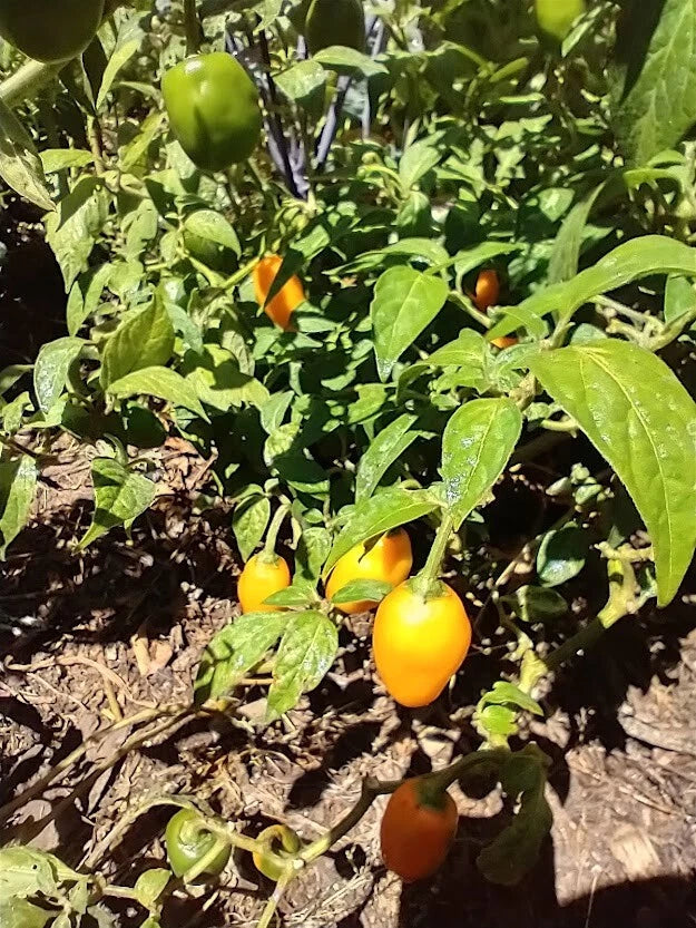 Honey Badger Manzanorocoto – Garden Vegetable Seeds