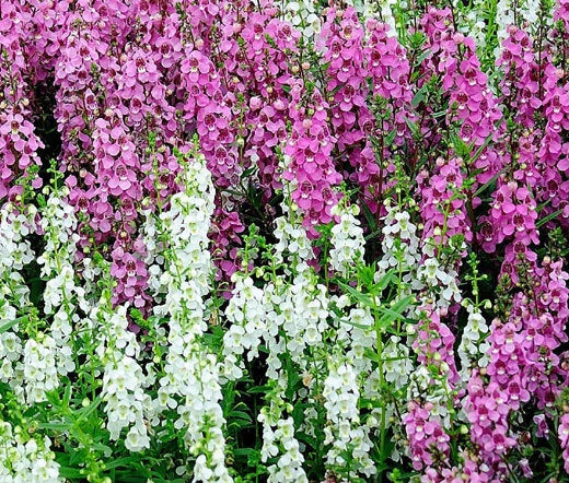 Angelonia Angelonia Angustifolia – Serena Mixed Color Flower Seeds