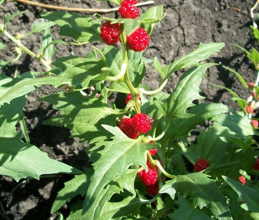 Spinach Strawberry Sticks Chenopodium Foliosum – Vegetable Garden Seeds
