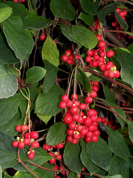 Schisandra Chinensis – Magnolia Berry Fruit Vine Seeds