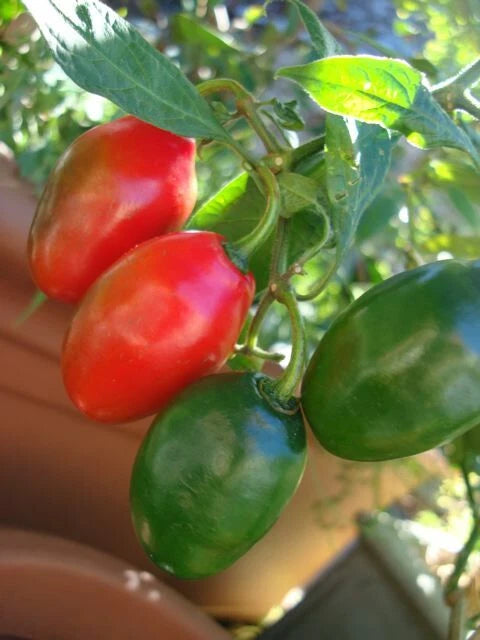 Red Manzano Pepper – Hot Vegetable Garden Seeds