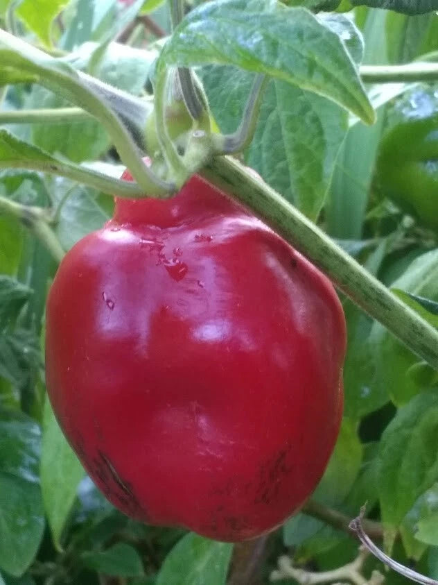 Red Manzano Pepper – Garden Vegetable Seeds for Planting
