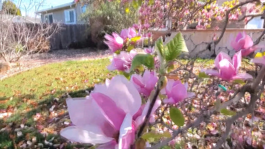Magnolia Liliiflora – Tulip Lily Shrub Flower Seeds