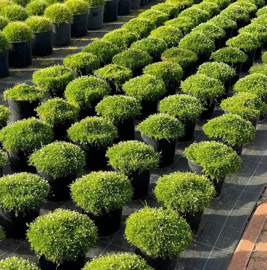Irish Moss Sagina Subulata Groundcover Pearlwort Seeds