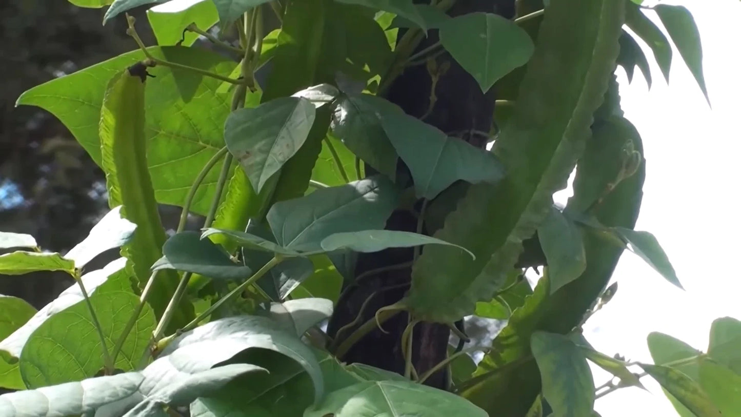 Winged Bean Psophocarpus Tetragonolobus – Nitrogen Fixing Vegetable Seeds