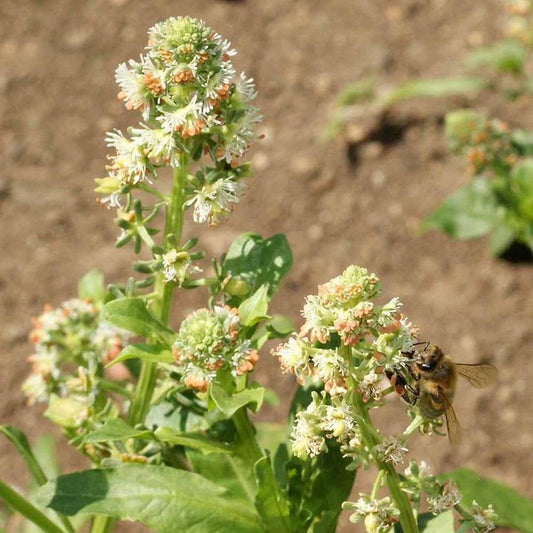 Sweet Mignonette Reseda Odorata – Fragrant Garden Flower Seeds