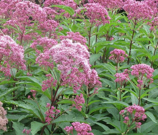 Joe Pye Weed Spotted Eupatorium Hardy Wildflower Seeds