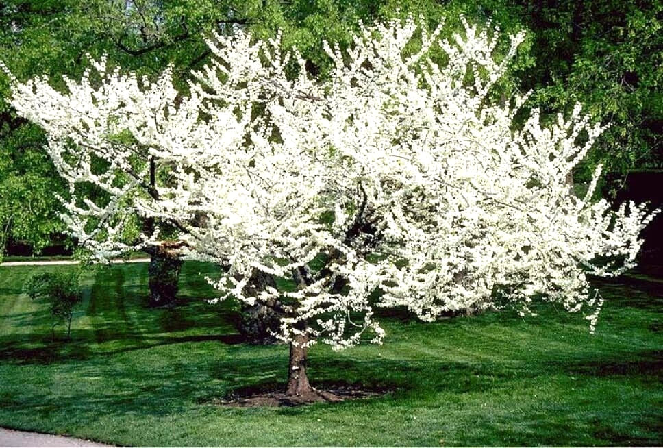 Alba Redbud Cercis Chinensis Flowering Tree Seeds