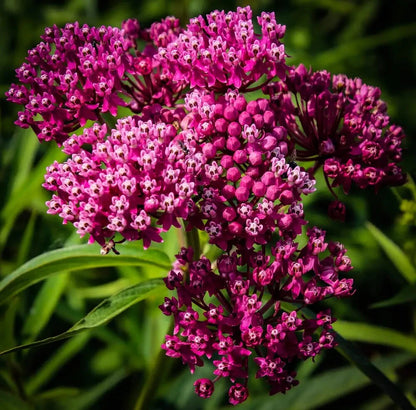 Native Swamp Milkweed Seeds For Planting Asclepias Incarnata – Perennial Flower Seeds Product Image – High Quality Seeds for Gardeners