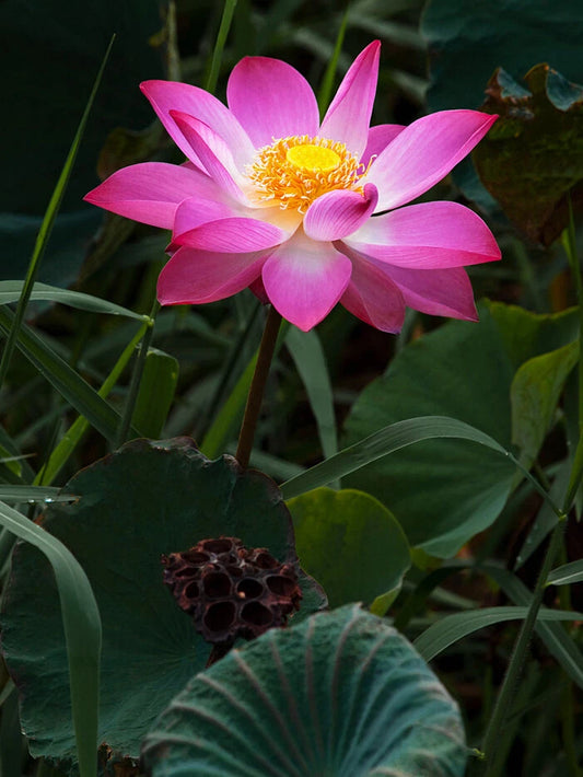 Nelumbo Nucifera Flower Seeds for your garden