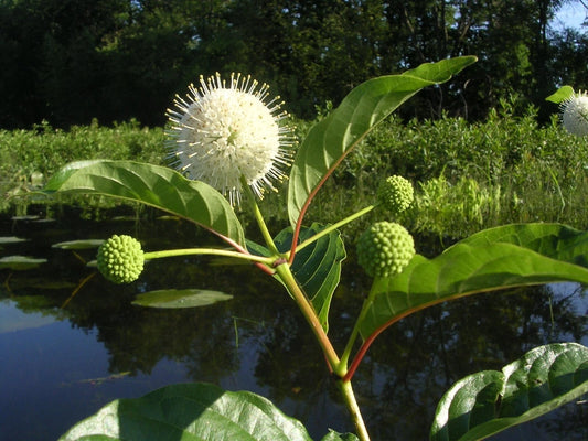 Buttonbush Cephalanthus Occidentalis Pollinator Friendly Shrub Seeds