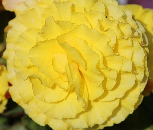 Begonia Begonia Tuberosa – Tuberous Double Yellow Flower Seeds