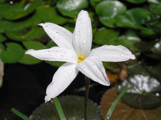 Rain Lily Zephyranthes Norma Pearl Habranthus - Flower Seeds