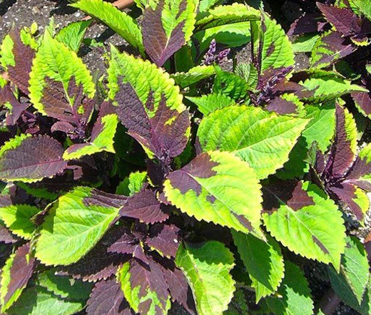 Coleus Solenostemon Scutellarioides – Chocolate Splash Garden Seeds