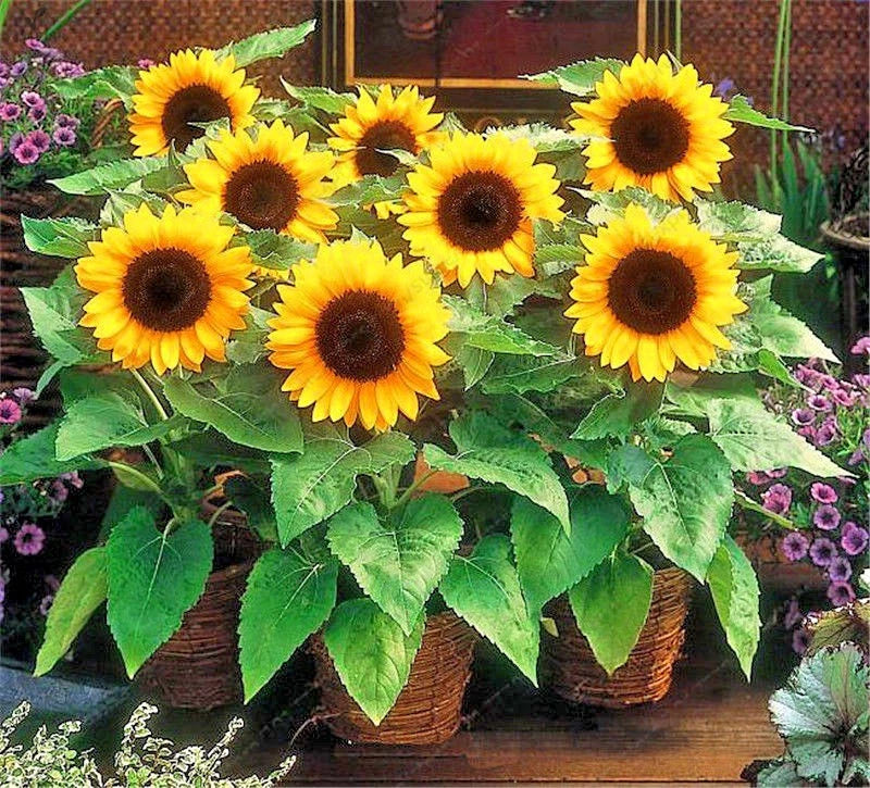 Dwarf Sunflower Helianthus Annuus – Giant Single Flower Seeds