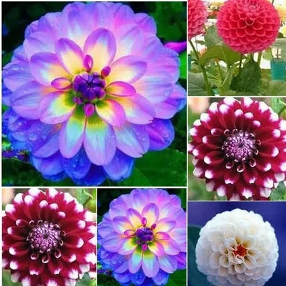 Dahlia Mixed Colors Colorful Garden Flower Seeds