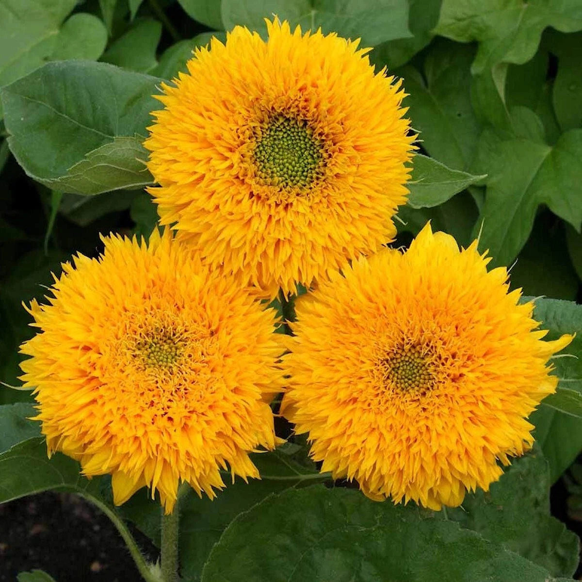 Dwarf Sungold Sunflower Helianthus Annuus – Colorful Garden Flower Seeds