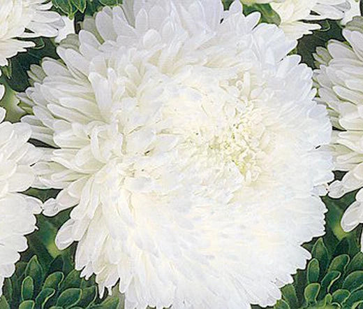 Aster Paeony Duchess White Callistephus Chinensis – Colorful Garden Flower Seeds