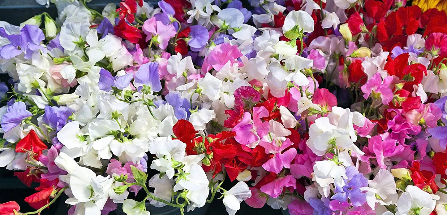 Fragrant Sweet Pea Seeds to Plant Royal Family Lathyrus odoratus