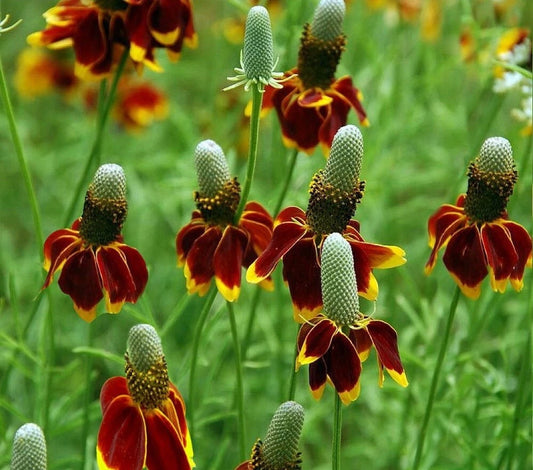 Mexican Hat Ratibida Columnifera Perennial Prairie Flower Seeds