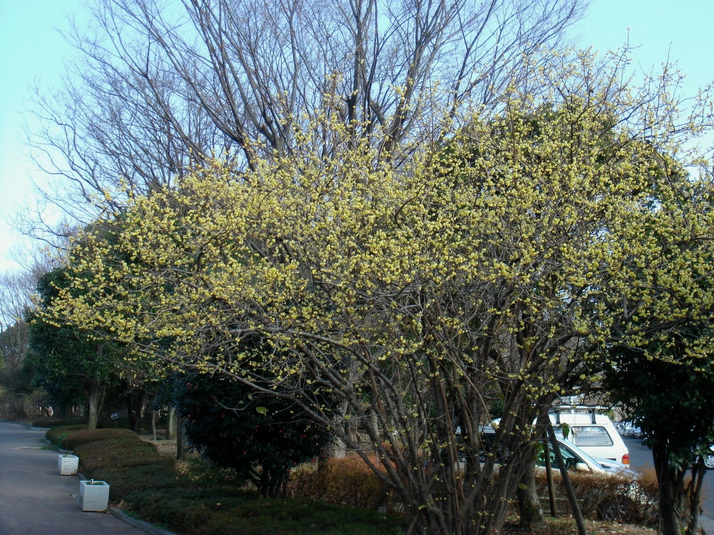 Wintersweet Chimonanthus Praecox – Fragrant Hardy Shrub Flower Seeds